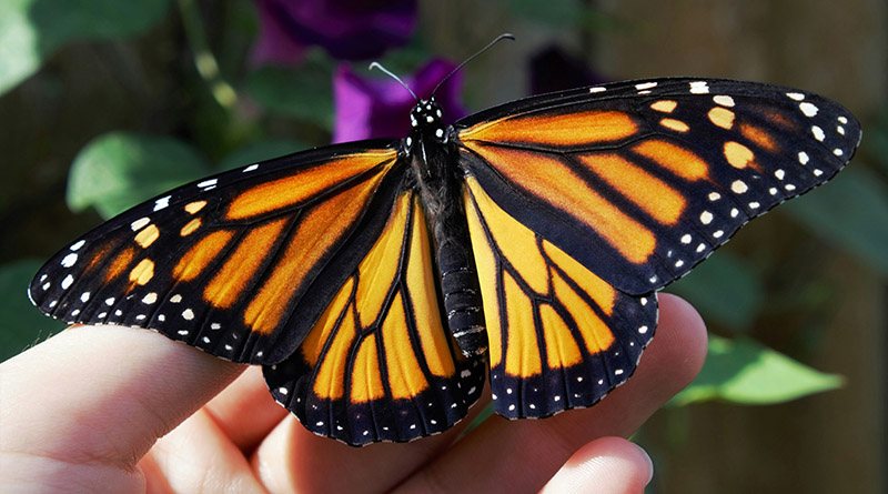 Butterflies Winging Their Way onto A&M–Central Texas Campus